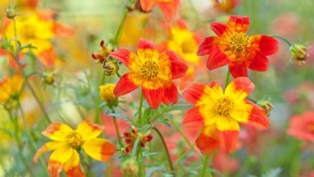 Vibrant Summer Blooms for Your Space wallpaper