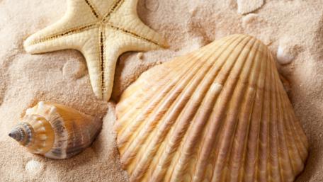Seashells and Starfish on Sandy Shoreline wallpaper