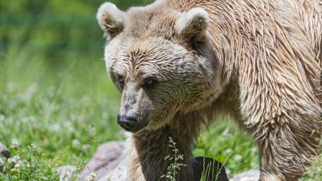 Majestic Grizzly Bear in the Wild wallpaper