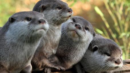 Playful Otters Enjoying Each Other's Company wallpaper