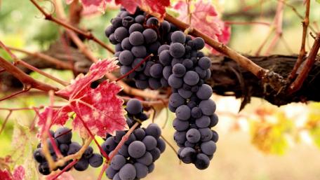 Vibrant Grapes Among Colorful Autumn Leaves wallpaper