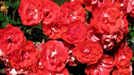 Vibrant Red Roses in Bloom wallpaper