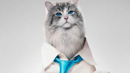 Dapper Cat in Suit and Tie Wallpaper wallpaper