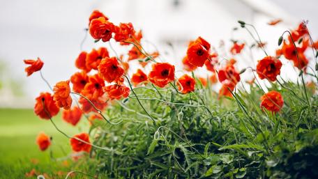 Vibrant Poppies in Bloom wallpaper