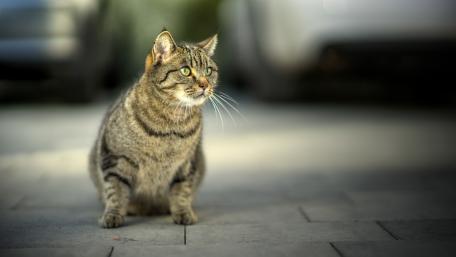 Charming Striped Cat in the Sunlight wallpaper