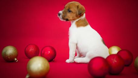 Adorable Puppy Surrounded by Christmas Ornaments wallpaper