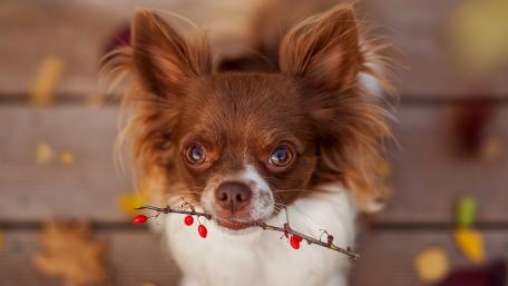 Playful Pup with Sticks and Leaves wallpaper