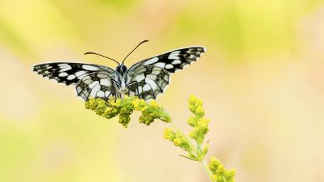 Elegant Butterfly on a Blooming Stem wallpaper