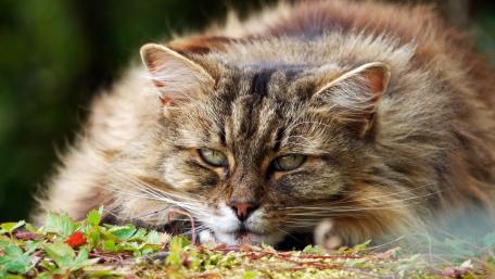 Majestic Feline in Nature's Embrace wallpaper