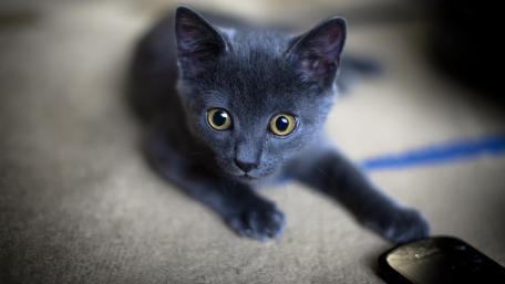 Curious Gray Kitten Exploring Its Surroundings wallpaper