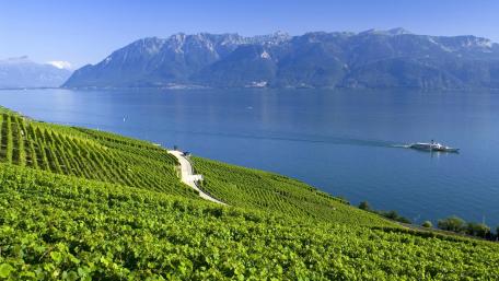 Serene Lakeside Vineyard View wallpaper