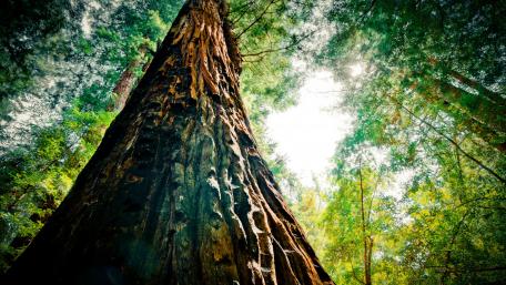Towering Majesty of the Forest wallpaper