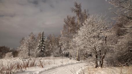 Winter Wonderland in Tranquil Forest Scene wallpaper