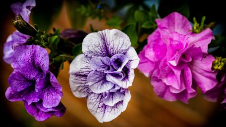 Vibrant Petals of Purple and Pink Flowers wallpaper