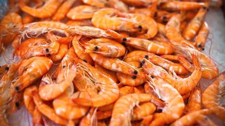 Succulent Shrimp Delight Wallpaper wallpaper