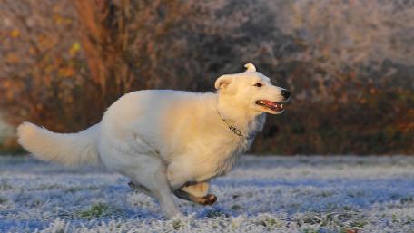 Joyful White Dog Running in a Winter Landscape wallpaper