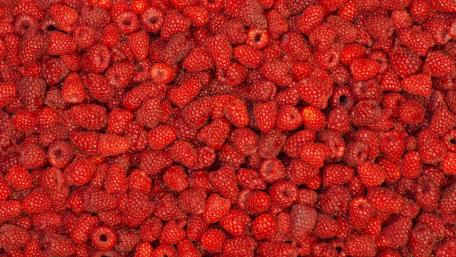 Vibrant Red Raspberry Abundance wallpaper