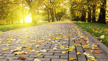 Golden Autumn Pathway in Nature’s Embrace wallpaper