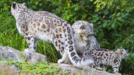 Majestic Snow Leopards in Their Natural Habitat wallpaper