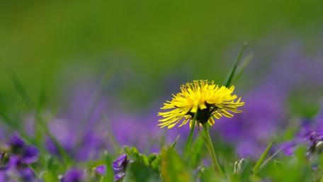 Blooming Beauty in Nature's Palette wallpaper