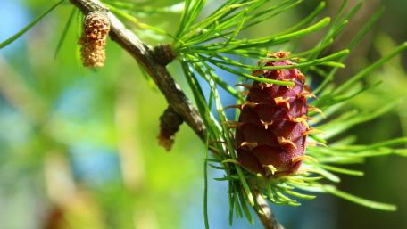 Spring Larch wallpaper