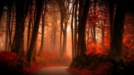 Autumn Serenity in a Forest Pathway wallpaper