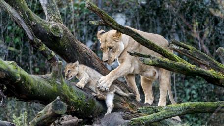 Caring Lioness with Adorable Cub Playing Amongst Trees wallpaper