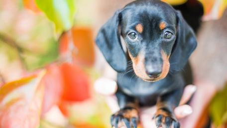 Playful Puppy Among Autumn Leaves wallpaper