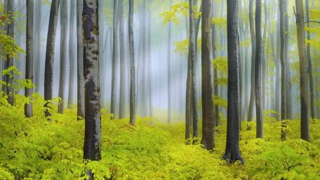 Whispers of a Misty Forest Awakening wallpaper