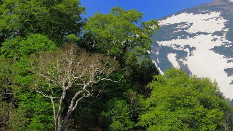 Serene Mountain Landscape Awash in Greenery and Snow wallpaper