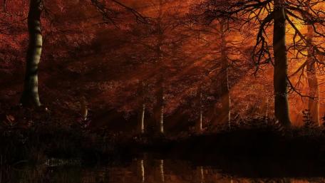 Golden Light Through Autumn Trees wallpaper