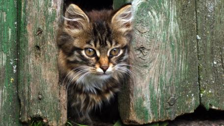 Curious Cat Peeking from Behind Wood Planks wallpaper