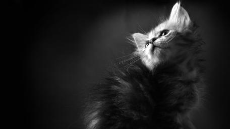 Elegant Feline in Monochrome Shadows wallpaper