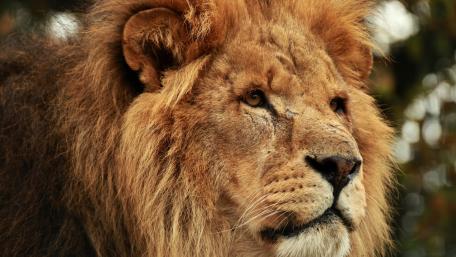 Majestic Lion in Nature's Embrace wallpaper