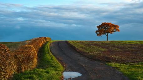 Serene Autumn Landscape with Isolated Tree wallpaper