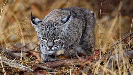 Wild Lynx in Natural Habitat wallpaper