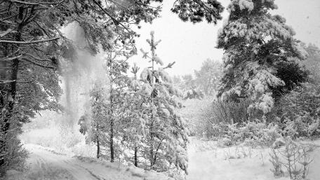 Winter Wonderland in Monochrome wallpaper