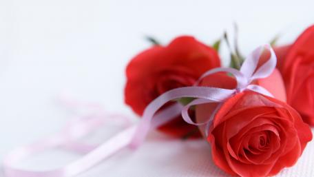 Elegant Red Roses with Ribbon wallpaper
