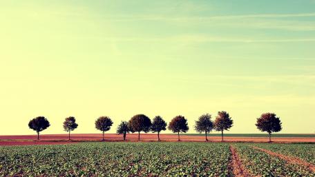 Serene Tree Line in Golden Light wallpaper