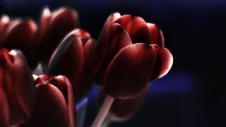 Crimson Tulips in Soft Focus wallpaper