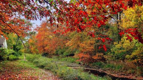 Autumn Splendor in Vibrant Colors wallpaper