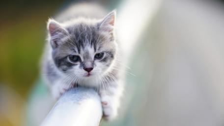Curious Kitten on a Rail wallpaper