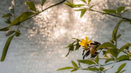 spring river wallpaper