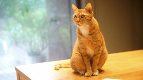 Orange Cat Sitting Gracefully on a Table wallpaper