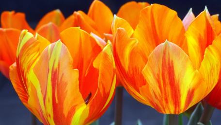 Vibrant Orange Tulips in Blooming Glory wallpaper