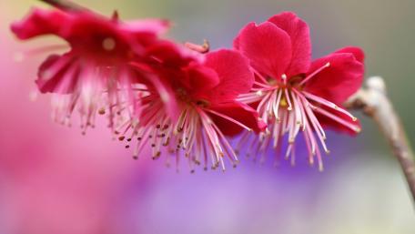 Vibrant Cherry Blossoms in Full Bloom wallpaper