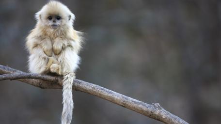 Playful Monkey on a Branch in the Wild wallpaper