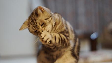 Playful Cat Captured in Action wallpaper
