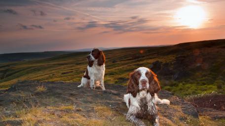 Charming Springers in a Golden Sunset Scene wallpaper