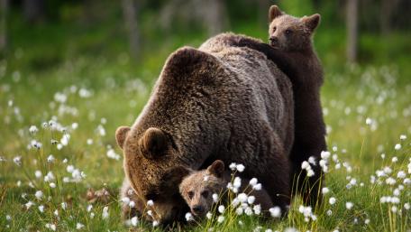 Tender Moments in Nature's Wilderness wallpaper